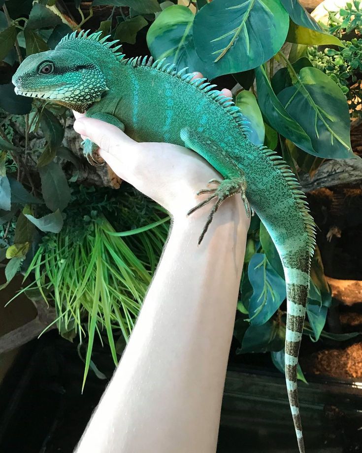 a green lizard sitting on top of a person's hand next to some plants