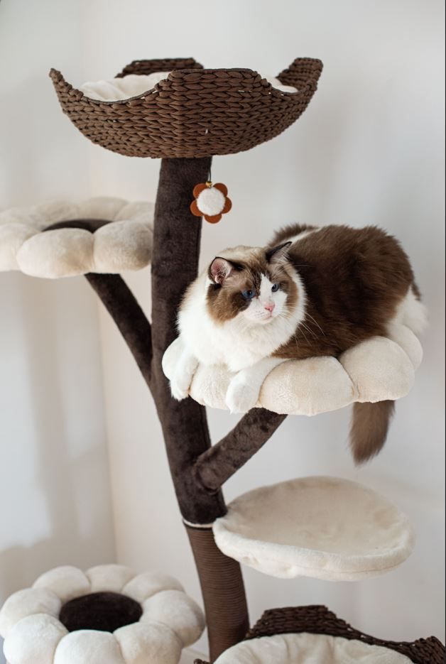 a cat laying on top of a tree in a room