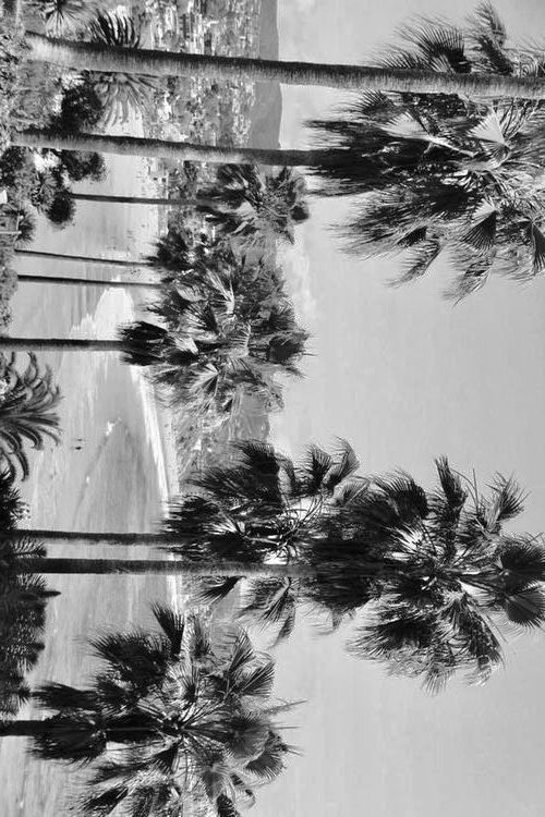 black and white photograph of palm trees reflecting in water