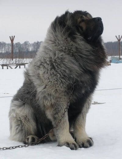 a large gray dog sitting on top of a snow covered ground next to a chain