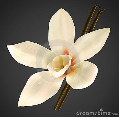 a white flower with two brown stems on a black background by dreamstuffs com