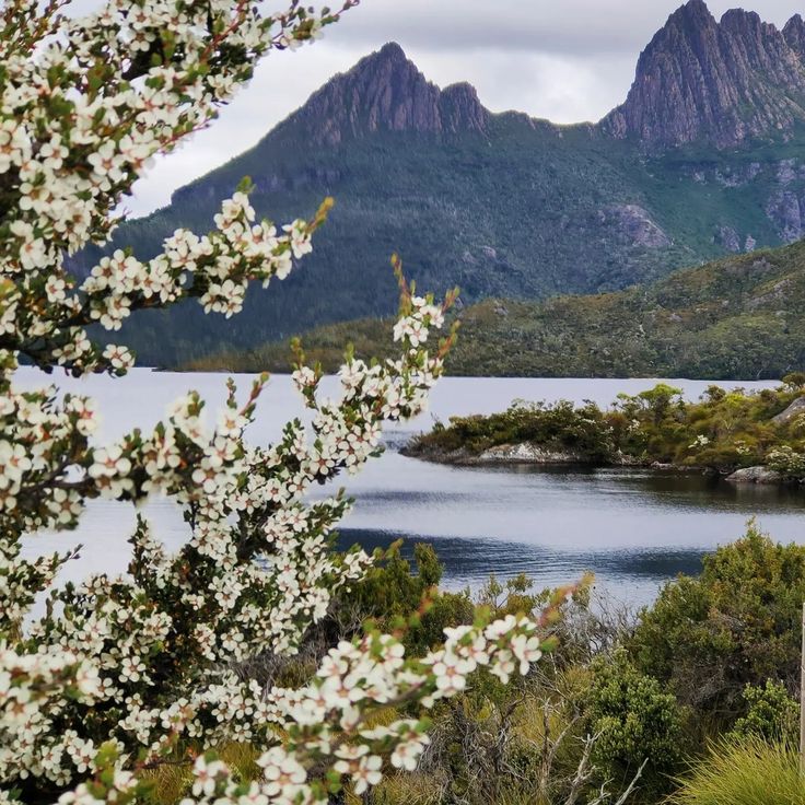 the mountains are covered in white flowers and trees with water below them on a cloudy day