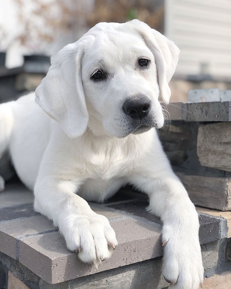 a large white dog laying on top of a stone wall next to a building and looking at the camera