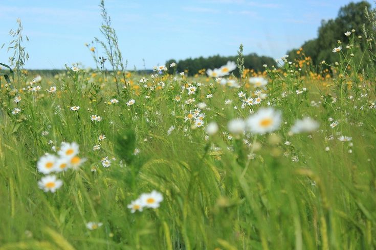 a field full of tall grass and white flowers