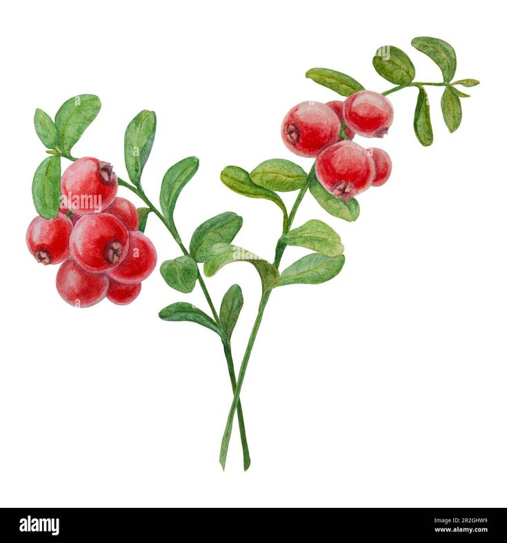 red berries with green leaves on a white background - stock image and clippings