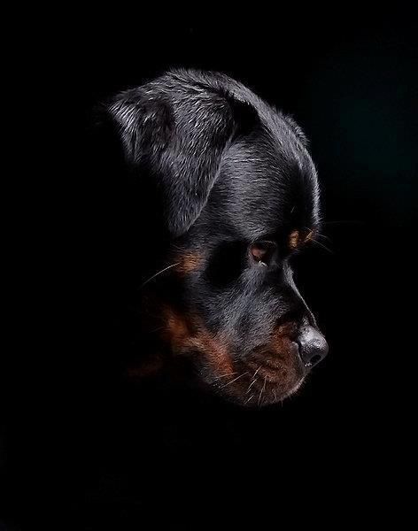 a black and brown dog with a quote on it's side that says rotweiler