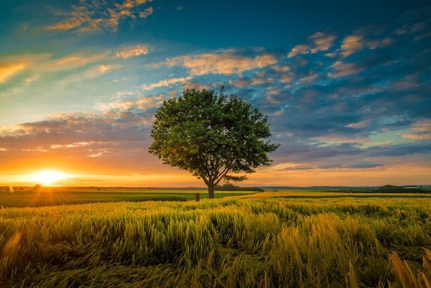 a tree in the middle of a grassy field at sunset with clouds and blue sky