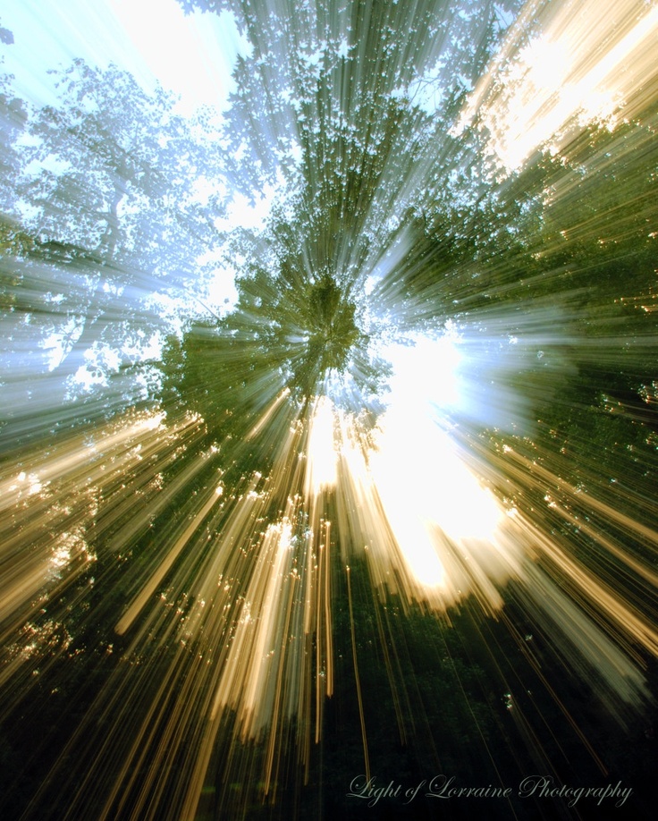 the sun shines brightly through trees in this artistic photo taken from ground level, looking up into the sky