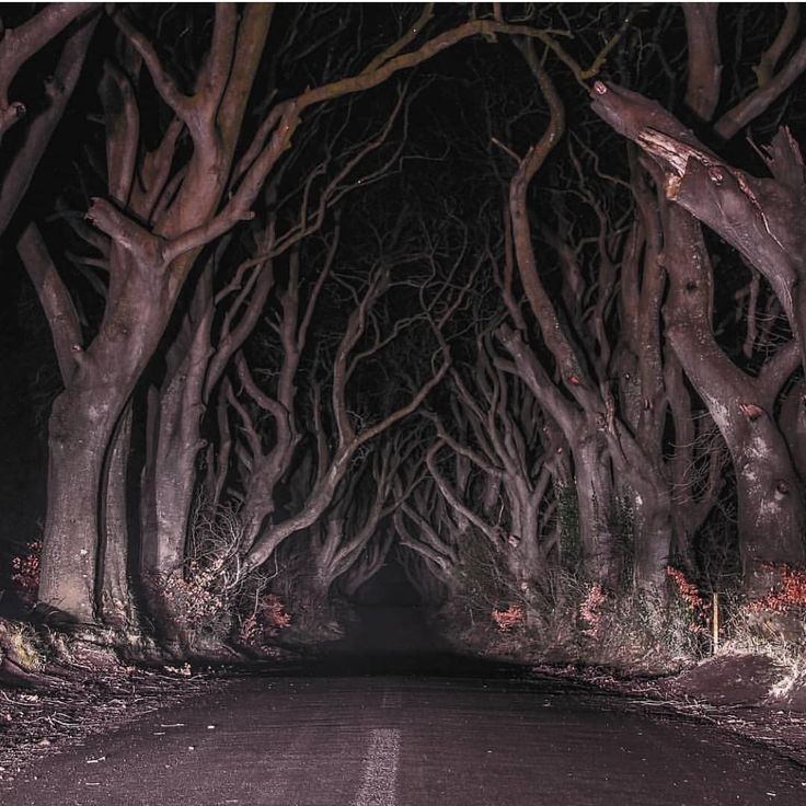 an empty road surrounded by trees with no leaves on it at night in the woods