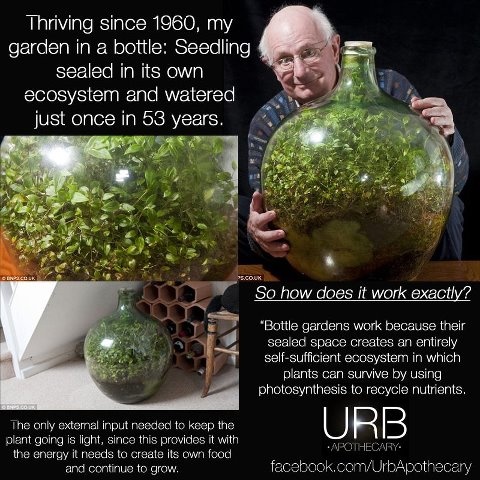 a man holding a large glass vase filled with plants and text describing how it works