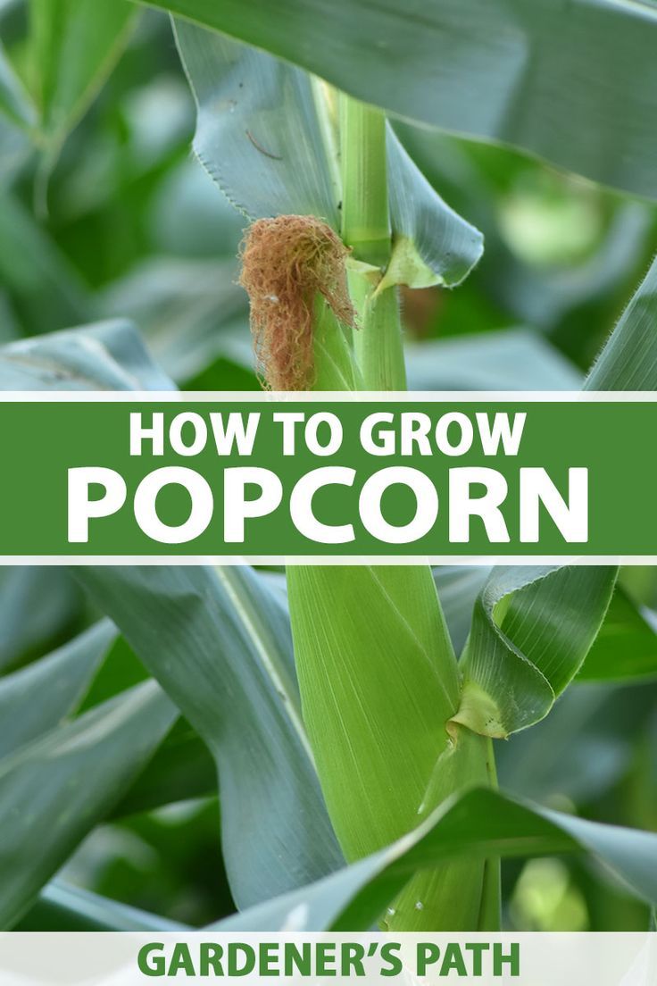 A close up vertical image of an ear of popcorn growing in the garden pictured on a soft focus background. To the center and bottom of the frame is green and white printed text. Growing Popcorn, Popcorn Plant, Corn Garden, Growing Sweet Corn, Gardening Knowledge, Homestead Gardening, Garden 2023, Vegetable Benefits, Herb Gardening