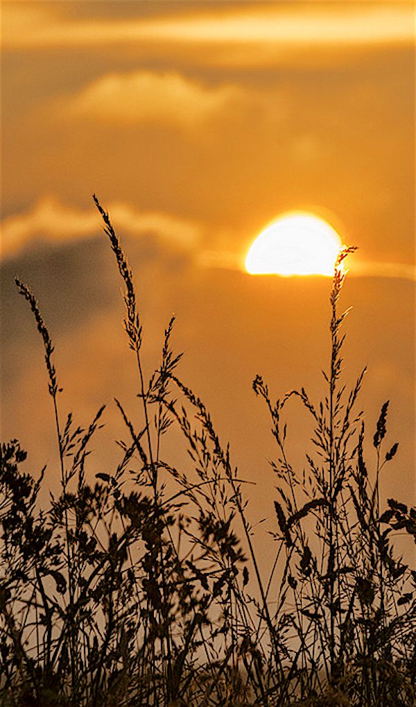 the sun is setting over some tall grass and plants in front of it, with clouds