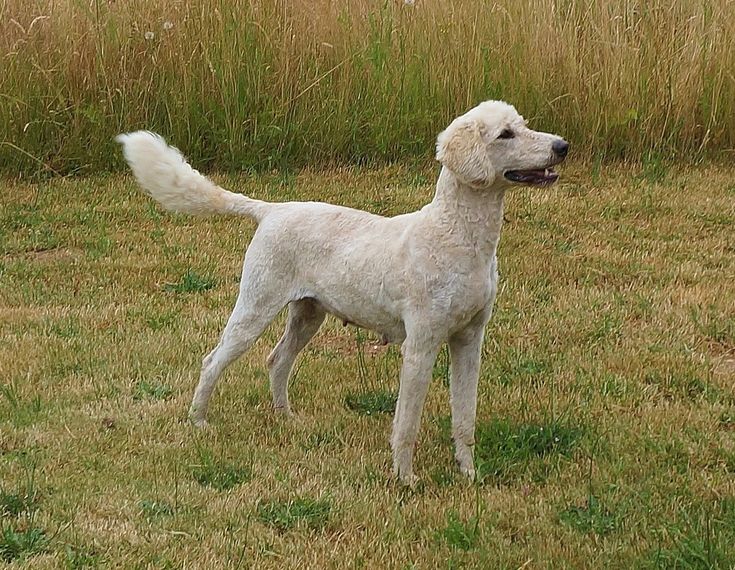 a white dog standing on top of a lush green field next to tall brown grass