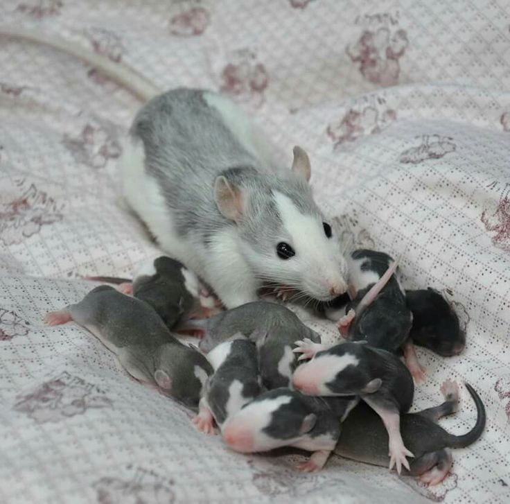 a group of mice on a blanket with one mouse in it's mouth