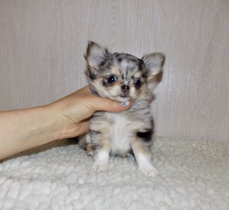 a small dog sitting on top of a bed next to a person's hand