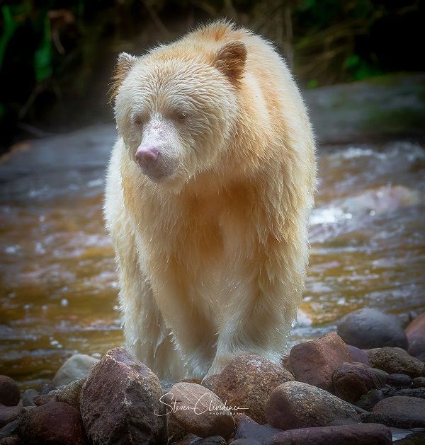 a large white bear standing on top of rocks