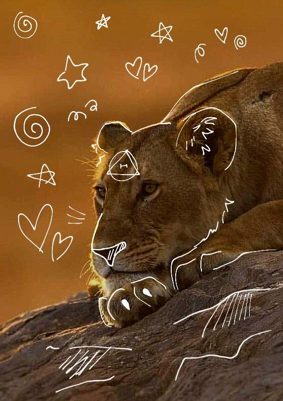 a lion laying on top of a rock with hearts drawn on it's face