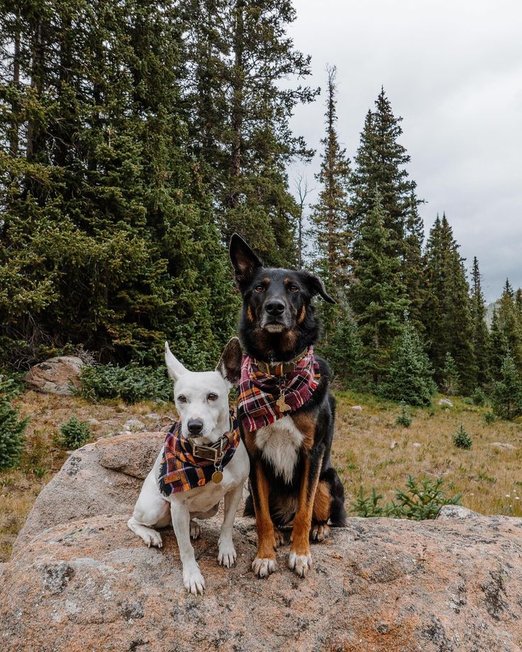 two dogs sitting on top of a large rock