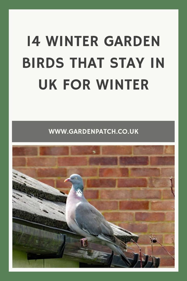 a pigeon sitting on top of a roof next to a brick building with the words,'14 winter garden birds that stay in uk for winter '