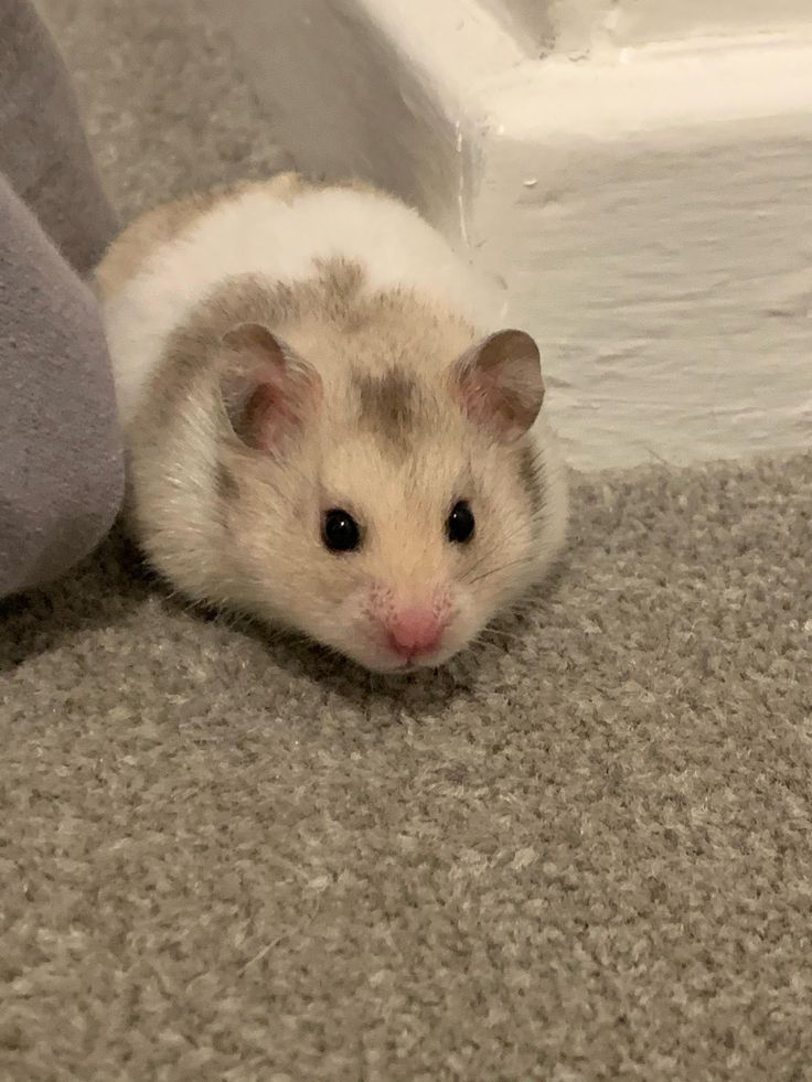 a small hamster is sitting on the carpet