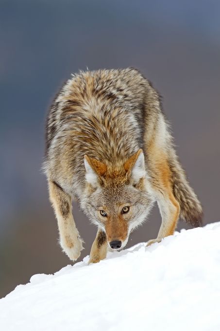 a gray wolf walking across snow covered ground