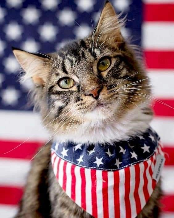 a cat with an american flag bandana around it's neck looking at the camera