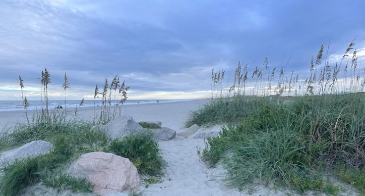 the beach has grass and rocks on it, along with sea oats in the foreground