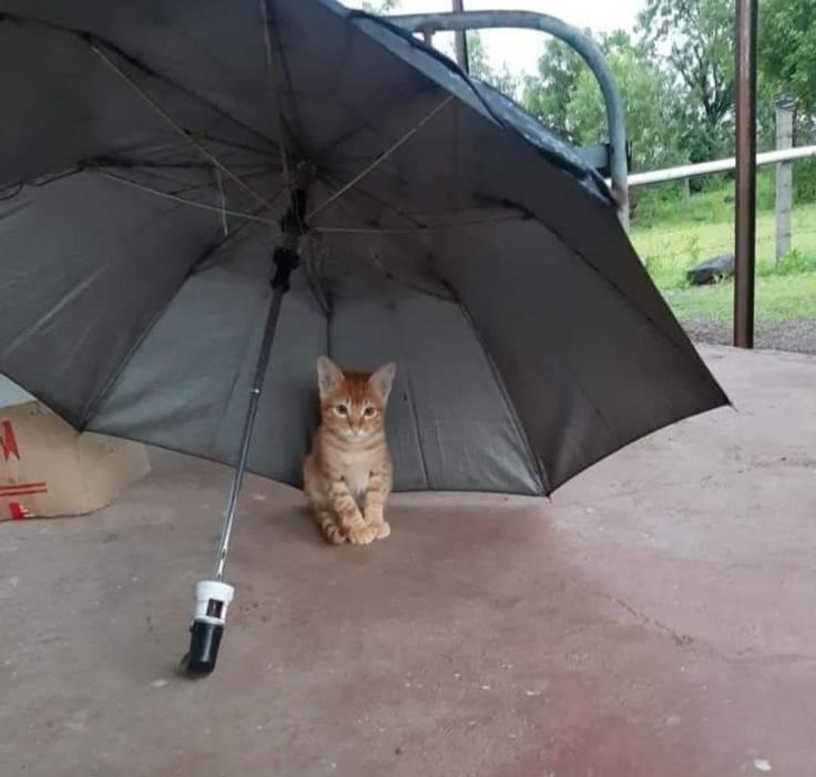 an orange tabby cat sitting under an umbrella on the ground next to a bag