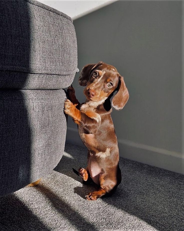 a brown and black dachshund standing on its hind legs in front of a gray couch