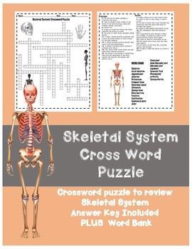 the skeletal system cross word puzzle