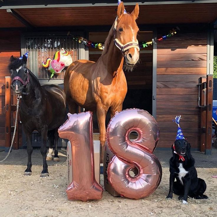 two horses and a dog are standing in front of the number thirteen with balloons that spell out the number thirteen