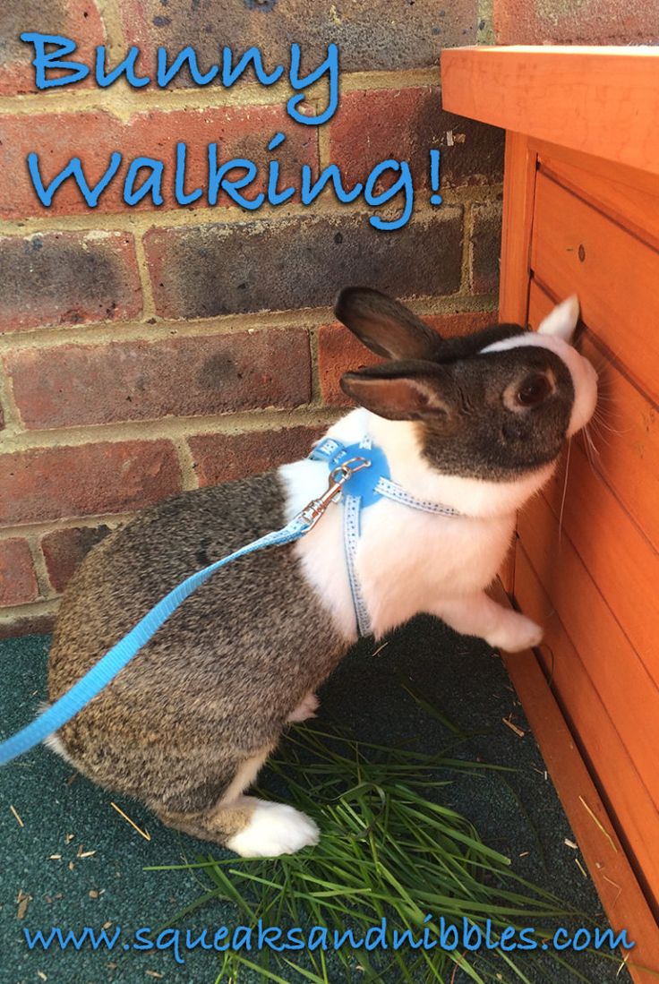 a rabbit is tied to the side of a wooden bench