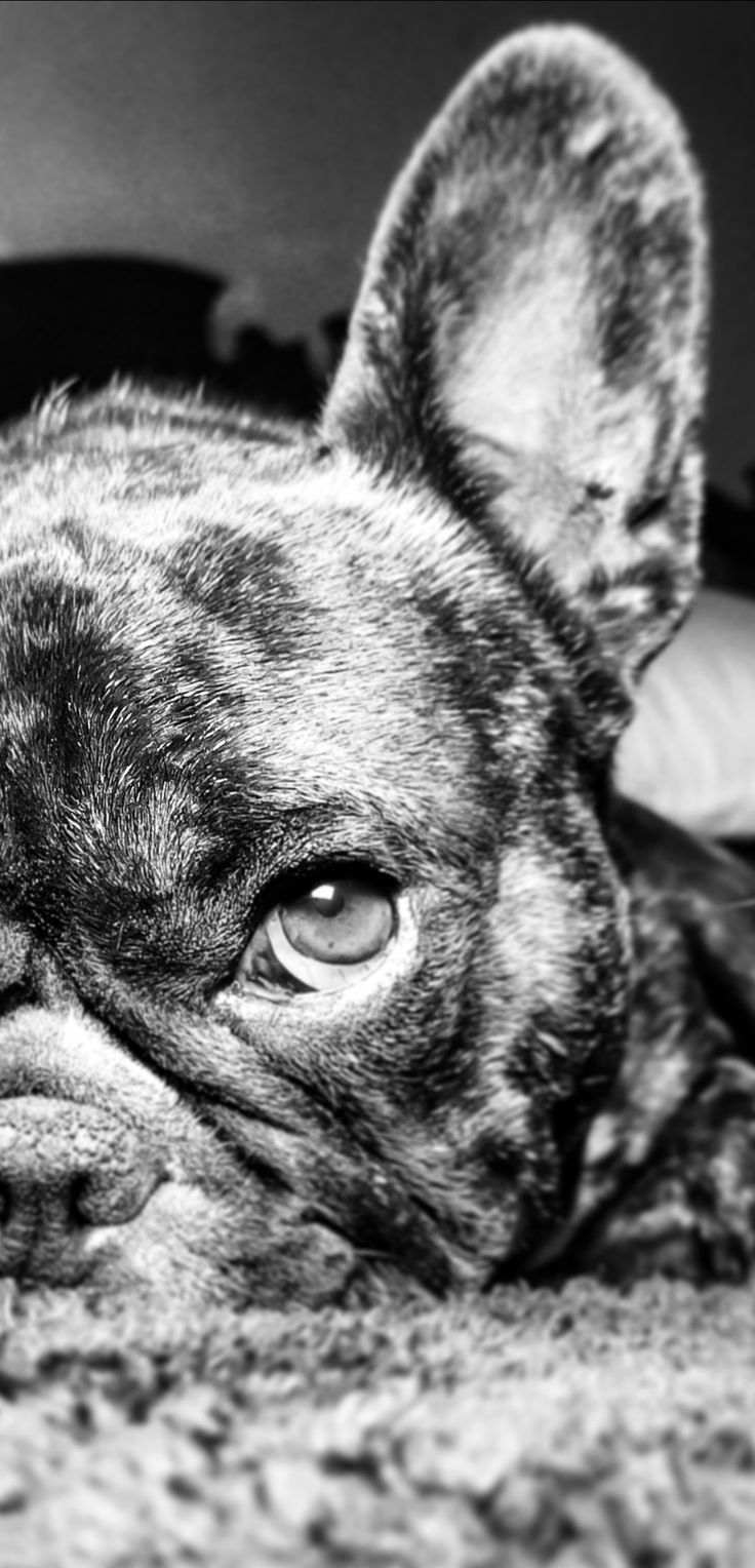 a black and white photo of a dog laying on the floor with its eyes wide open