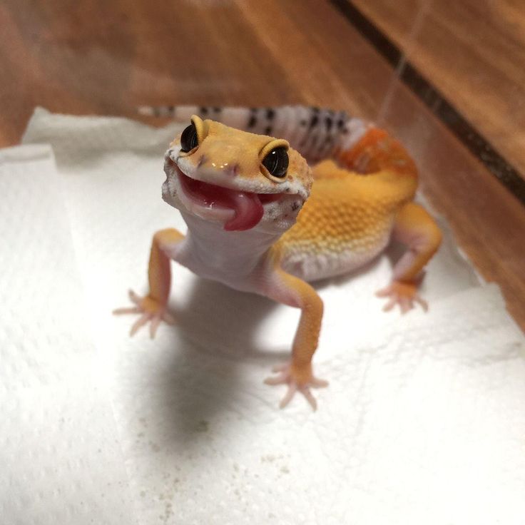 a gecko with its mouth open and it's tongue out on a piece of paper