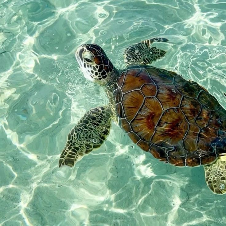 a sea turtle swimming in the clear blue water