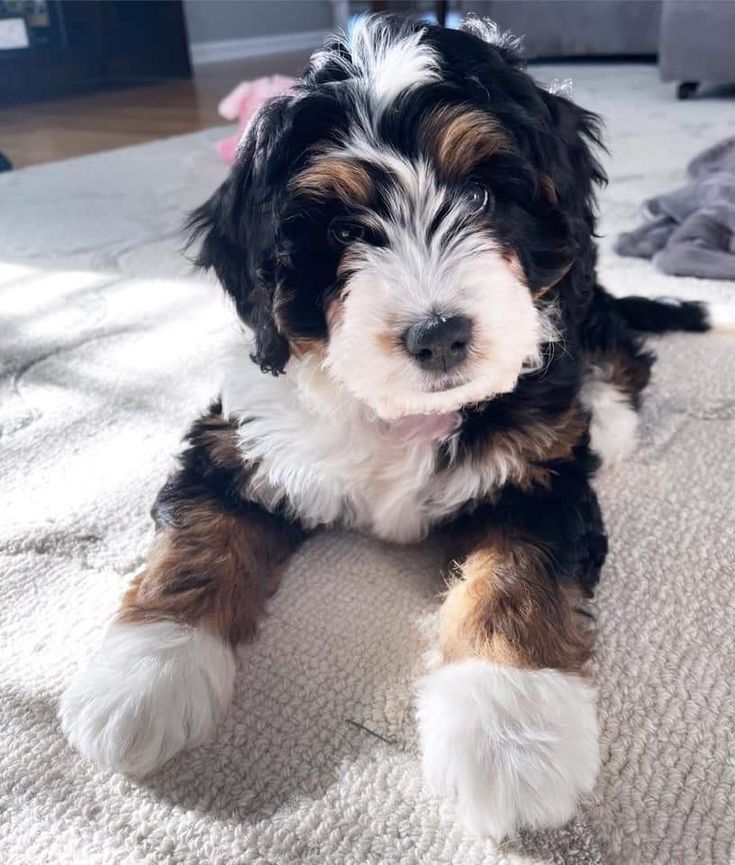 a small black and white dog laying on top of a rug