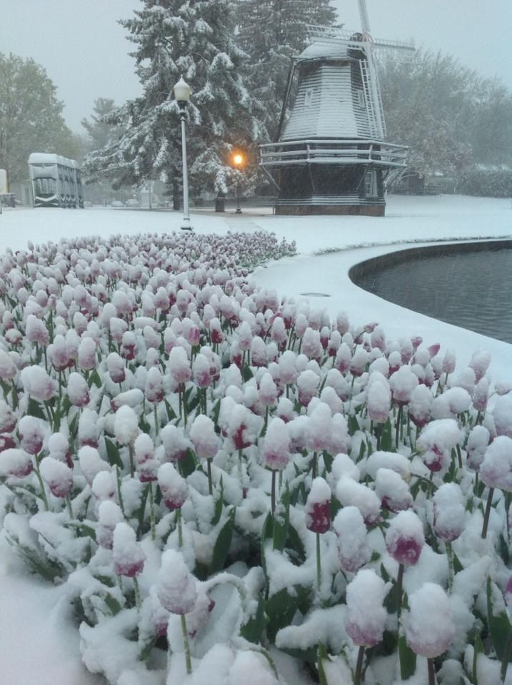 snow covered flowers in front of a building