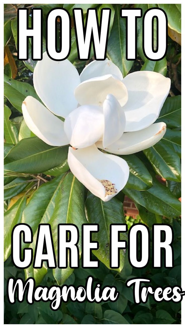 a white flower with the words how to care for magnolia trees