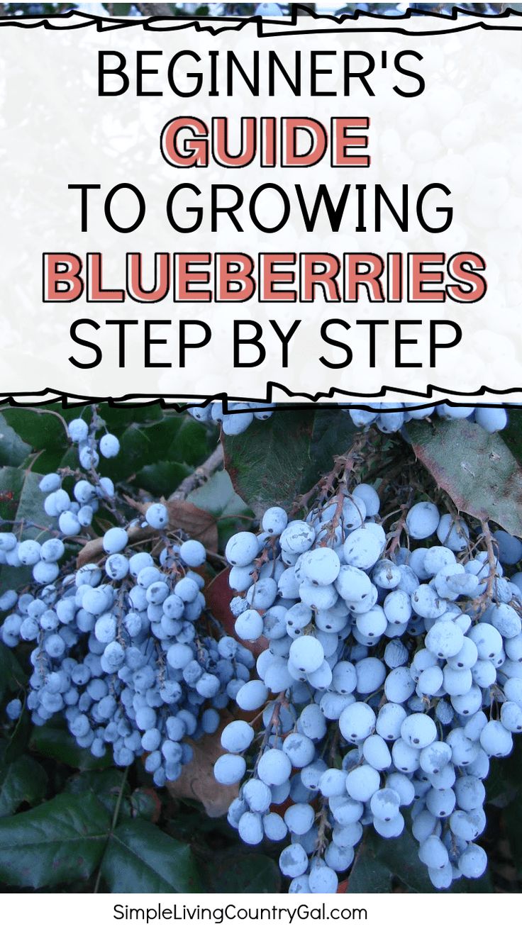 blueberries growing on the bush with text overlay reading beginner's guide to growing blueberries step by step