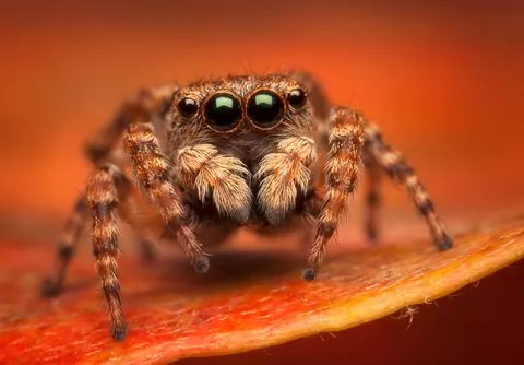 a close up view of a jumping spider on a red leaf with its eyes wide open