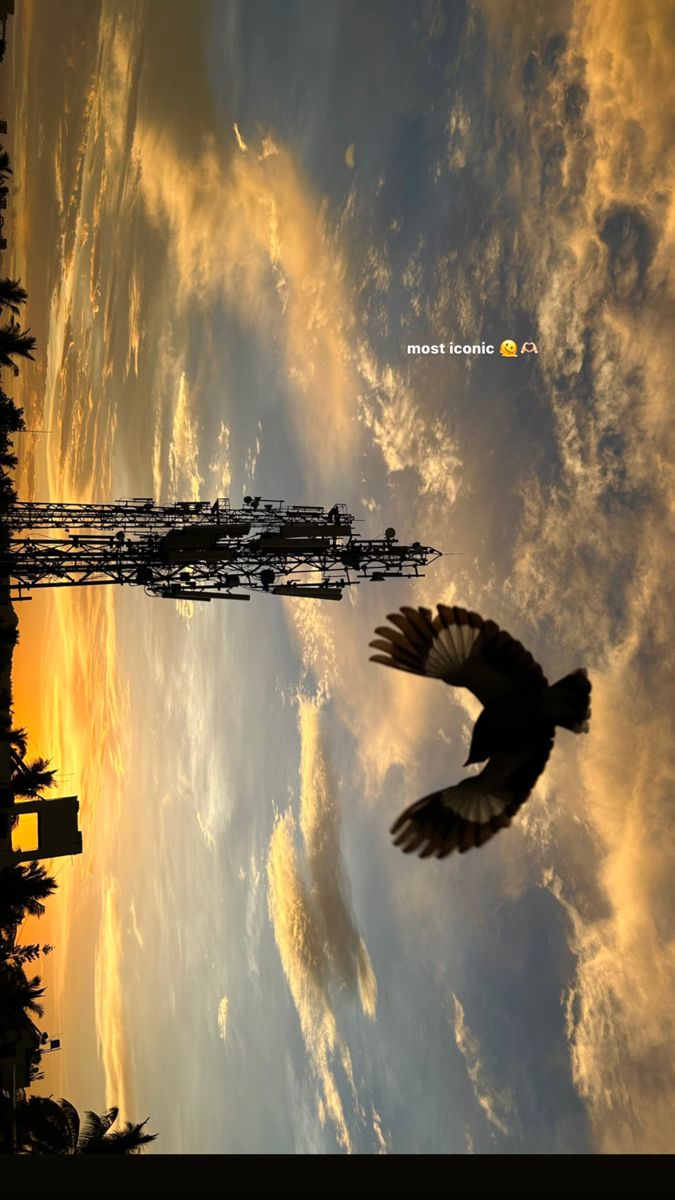 an image of a bird flying in the sky