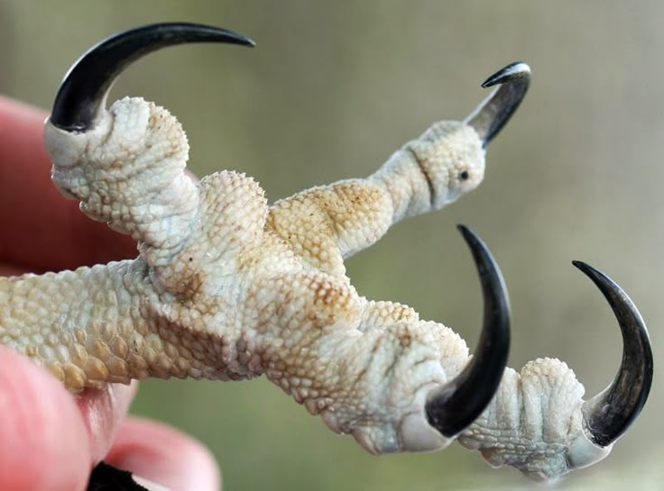 a hand holding two fake animals with black horns