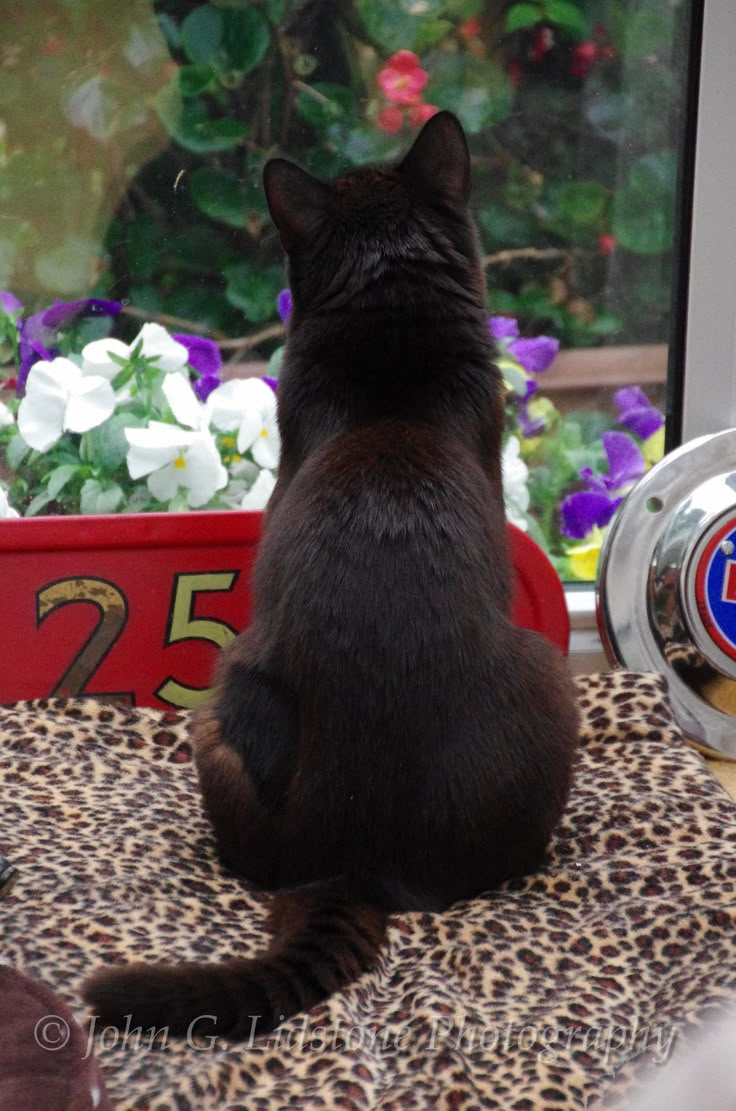 a black cat sitting on top of a leopard print table cloth next to a window