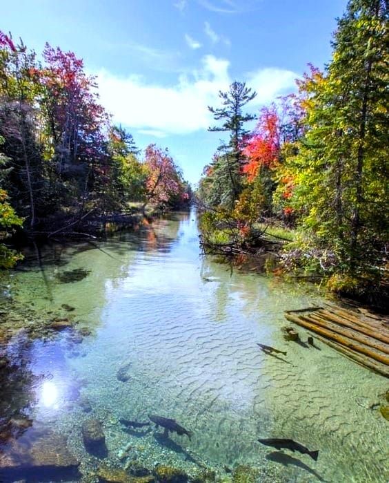 the water is crystal clear and there are many fish swimming in it, along with some trees