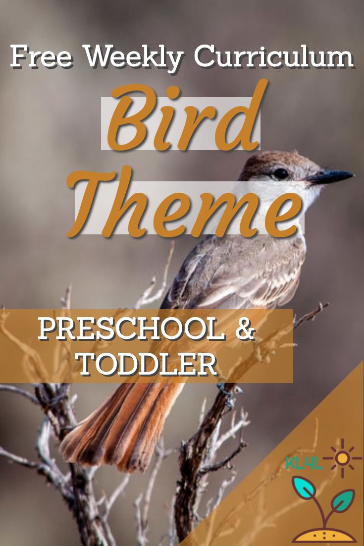 a bird sitting on top of a tree branch with the words bird theme preschool and toddler