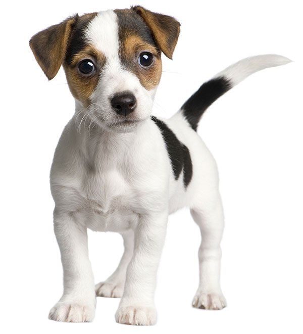 a small brown and white dog standing up