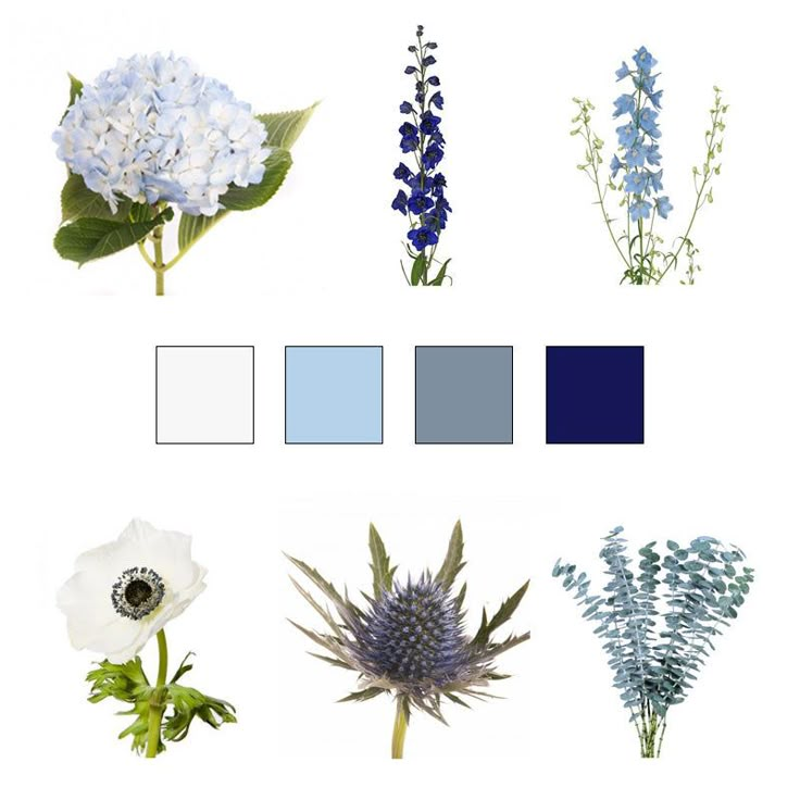 blue and white flowers are arranged on a white background with color swatches for each one