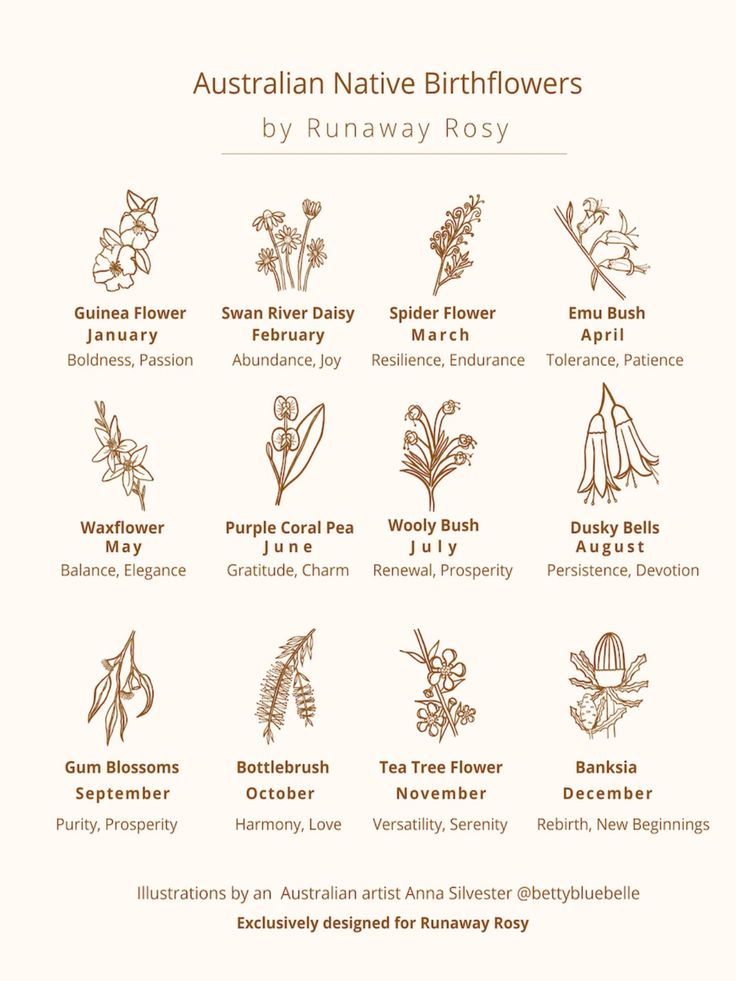 the australian native birth flowers by runaway rosy