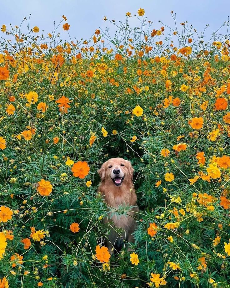 a dog sitting in the middle of a field full of yellow and orange flowers with its mouth open