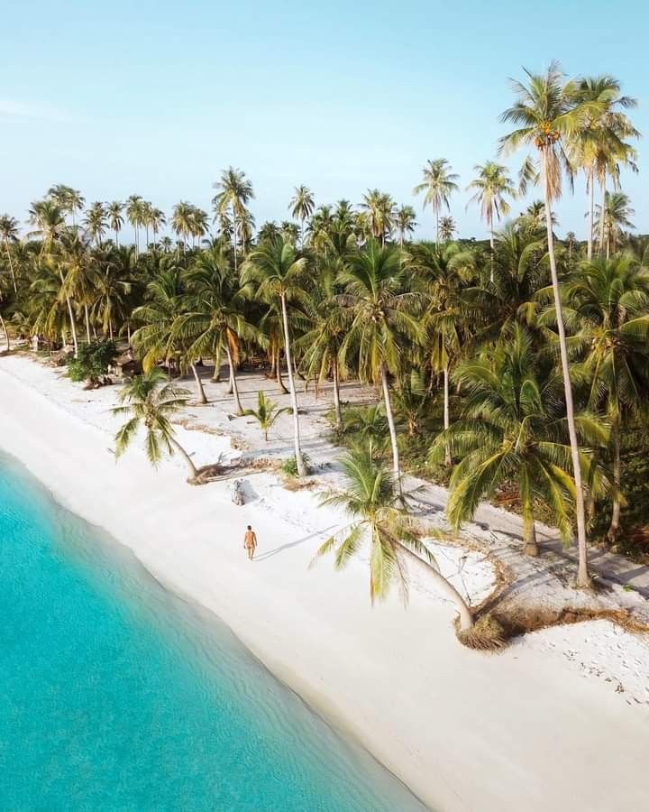 an aerial view of a beach with palm trees